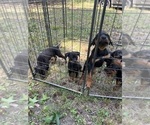 Small #2 Rottweiler