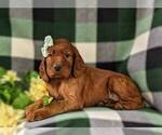 Small Photo #4 Irish Setter Puppy For Sale in BIRD IN HAND, PA, USA