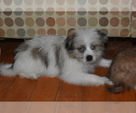 Small Photo #4 Pom-Shi Puppy For Sale in DINWIDDIE, VA, USA