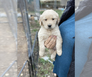 Golden Retriever Puppy for sale in BEND, OR, USA