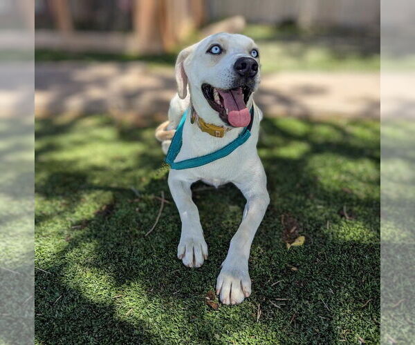 Medium Photo #2 Labrador Retriever-Unknown Mix Puppy For Sale in Vail, AZ, USA