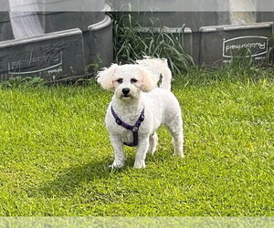 Bichon Frise Dogs for adoption in Brights Grove, Ontario, Canada