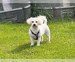 Parker - Female Bichon Frise Dog for Adoption - Small photo