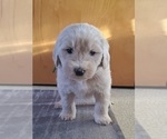 Small Photo #3 Pyredoodle Puppy For Sale in MAGNOLIA, KY, USA