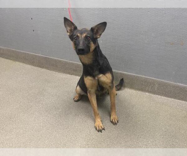 Medium Photo #1 German Shepherd Dog-Unknown Mix Puppy For Sale in Las Vegas, NV, USA