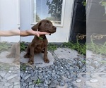 Small Photo #14 Labrador Retriever Puppy For Sale in DAVENPORT, FL, USA