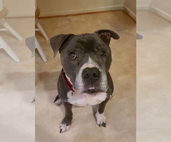 Medium Photo #2 Mutt Puppy For Sale in Spotsylvania, VA, USA