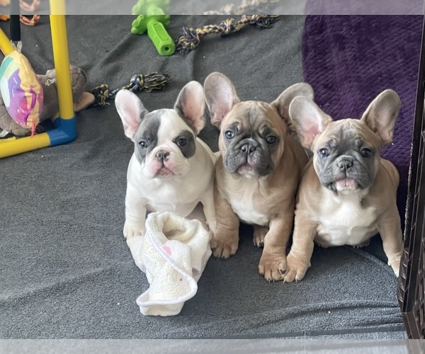 Medium Photo #1 French Bulldog Puppy For Sale in PERRIS, CA, USA
