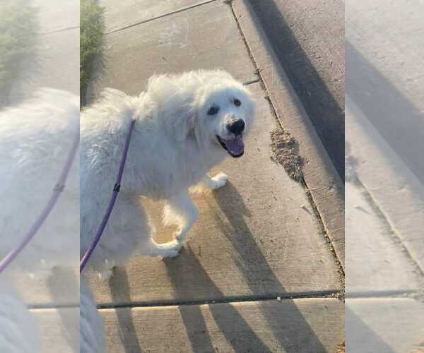 Medium Photo #5 Great Pyrenees Puppy For Sale in Spring, TX, USA