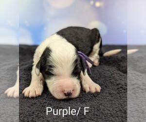 Sheepadoodle Puppy for Sale in SEAMAN, Ohio USA