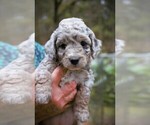 Puppy Ginny Goldendoodle (Miniature)