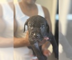 Puppy Teal Cane Corso