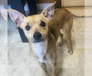 Chihuahua-Unknown Mix Dogs for adoption in Raleigh, NC, USA