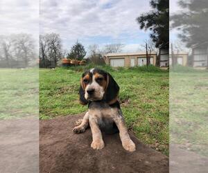 Beagle Puppy for sale in LINCOLN, TX, USA