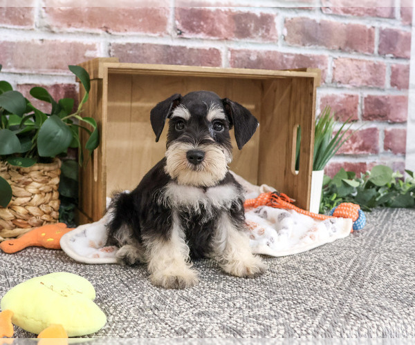 Medium Photo #4 Schnauzer (Miniature) Puppy For Sale in SYRACUSE, IN, USA