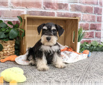 Small #3 Schnauzer (Miniature)