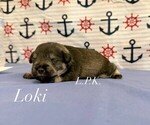 Small Schnauzer (Miniature)