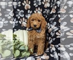 Small Goldendoodle (Miniature)