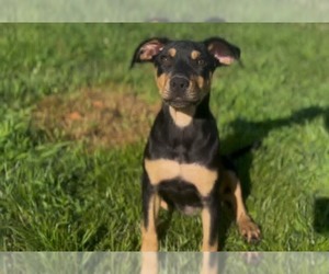 Plott Hound-Unknown Mix Dogs for adoption in Woodbury, NY, USA