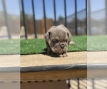 Small #2 English Bulldog