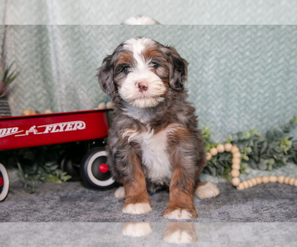 Medium Photo #3 Bernedoodle (Miniature) Puppy For Sale in APPLE CREEK, OH, USA