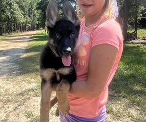 German Shepherd Dog Puppy for sale in BONIFAY, FL, USA