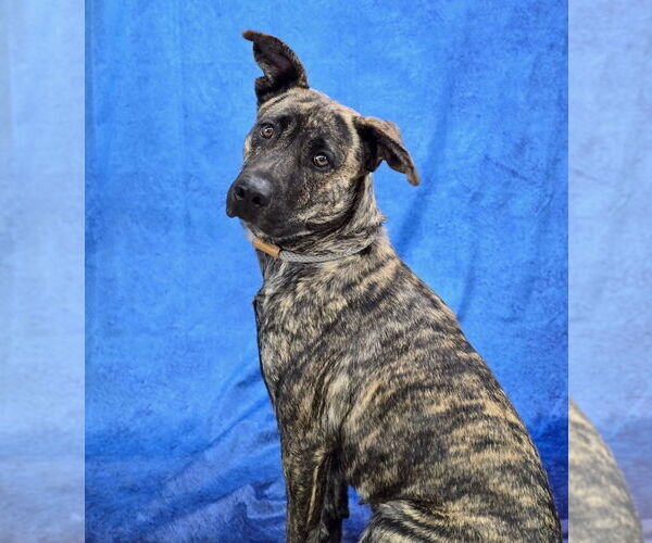 Medium Photo #14 Holland Shepherd-Plott Hound Mix Puppy For Sale in Lakewood, CO, USA