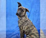 Small #13 Holland Shepherd-Plott Hound Mix
