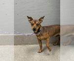 Small Chihuahua Mix