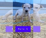 Small Photo #4 Australian Cattle Dog Puppy For Sale in TOPPENISH, WA, USA