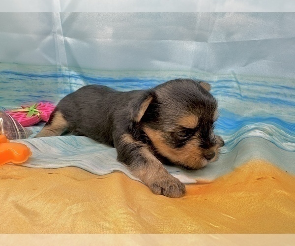 Medium Photo #10 Morkie Puppy For Sale in CASSVILLE, MO, USA