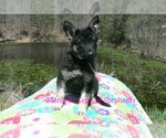 Small #3 German Shepherd Dog
