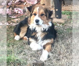 Border-Aussie Dogs for adoption in Rutherfordton, NC, USA