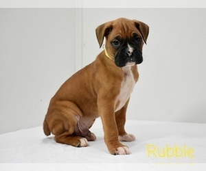 Boxer Puppy for sale in SHIPSHEWANA, IN, USA