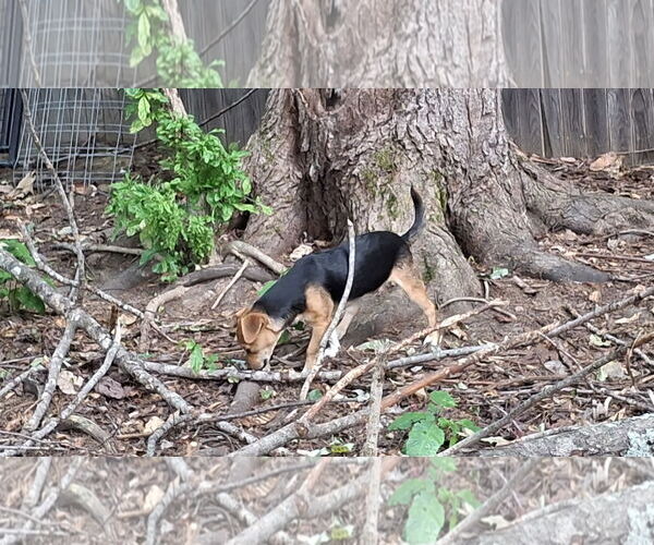 Medium Photo #17 Doxle Puppy For Sale in Sebec, ME, USA