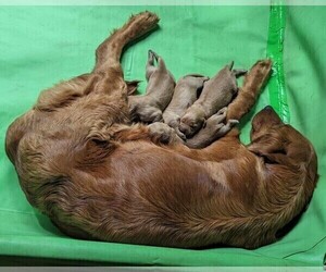 Mother of the Golden Retriever puppies born on 03/14/2024