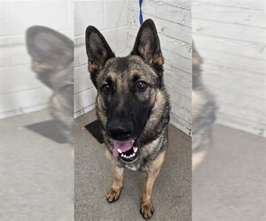 German Shepherd Dog Dogs for adoption in San Bernardino, CA, USA