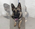 GARDEVIOR - Female German Shepherd Dog Dog for Adoption - Small photo