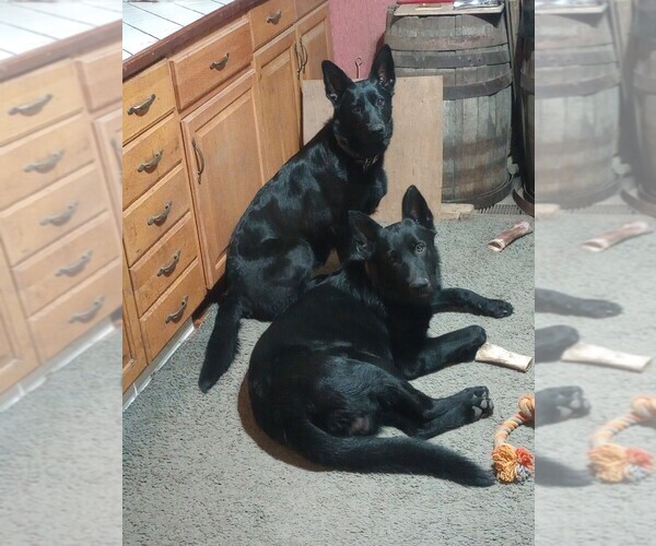 Medium Photo #10 German Shepherd Dog Puppy For Sale in GALION, OH, USA