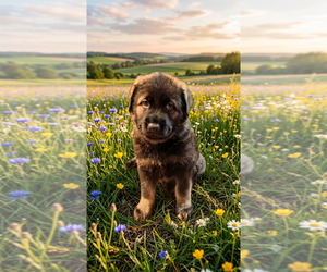 German Shepherd Dog Puppy for sale in PITTSBURGH, PA, USA