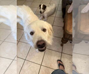 Charlie (aka Charles II) - Male Great Pyrenees Dog for Adoption - Photo #11