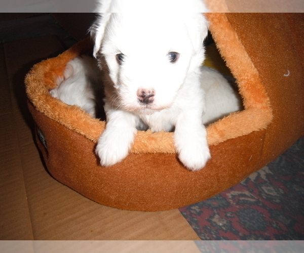 Medium Photo #5 Coton de Tulear Puppy For Sale in COLUMBIA, MO, USA