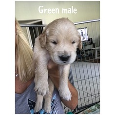 Golden Retriever Puppy for sale in CAPE CORAL, FL, USA