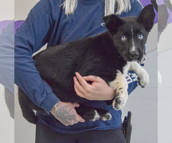 Medium Photo #2 Gerberian Shepsky Puppy For Sale in Huntley, IL, USA