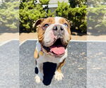 Small #2 Bulldog
