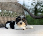 Small Photo #2 Yorkshire Terrier Puppy For Sale in HOUSTON, TX, USA