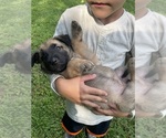 Small #1 Dutch Shepherd Dog