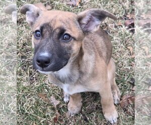 Mutt Dogs for adoption in Brooklyn Center, MN, USA