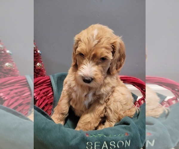 Full screen Photo #13 Goldendoodle Puppy For Sale in KANSAS CITY, MO, USA