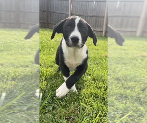 Medium Photo #1 Australian Shepherd-Great Pyrenees Mix Puppy For Sale in Aurora, IN, USA
